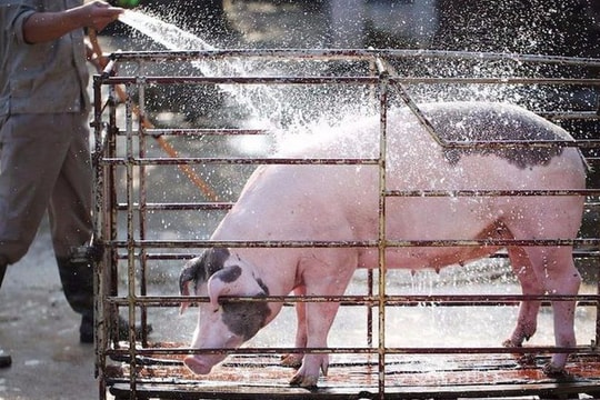 Giá lợn hơi xuất hiện mức 35.000 đồng/kg