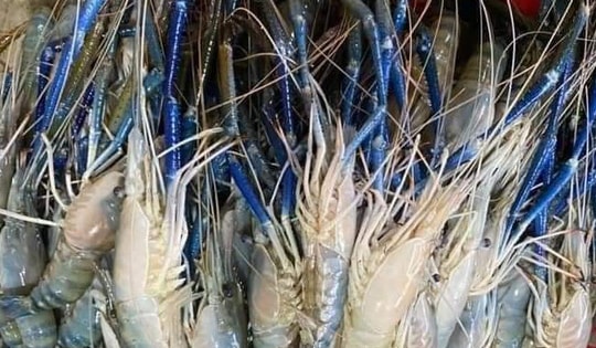 Tôm càng xanh từ một loại hải sản đắt đỏ, giờ rẻ ai cũng mua được