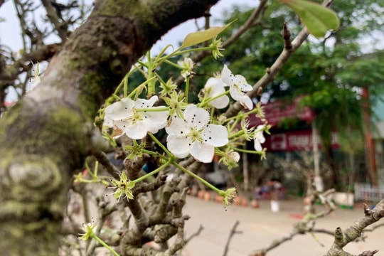 Đặc sản Tây Bắc đổ bộ, phố phường Hà Nội bừng sắc xuân