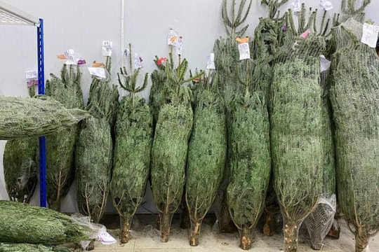 Thông Noel đi máy bay về Việt Nam giá chục triệu đồng/cây vẫn "hút" khách