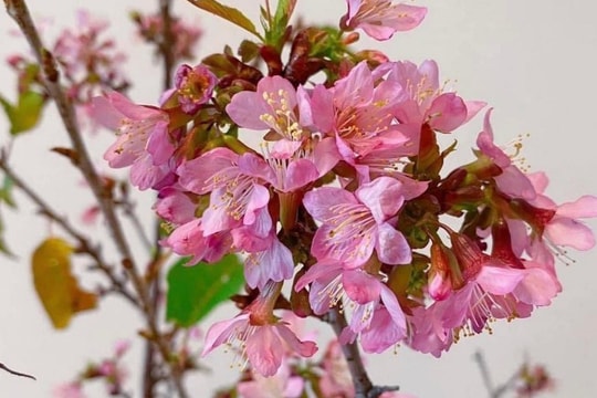 Cành hoa may mắn nở đẹp rực rỡ, nhiều người mê đua nhau đặt về cắm chơi