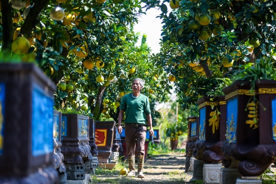 "Đột nhập" vườn bưởi cổ thụ tiền tỉ chờ ngày ra thị trường Tết