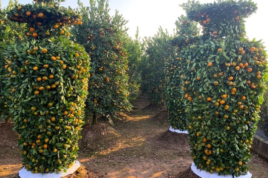 Quýt lục bình khổng lồ cao hơn 4m ngóng khách, lo ế ẩm vụ Tết Nhâm Dần