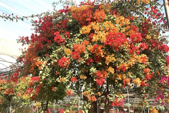 Hoa giấy ngũ sắc khổng lồ giá 160 triệu đồng chờ đại gia xuống tiền chơi Tết