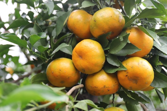 Quả đặc sản Hà Tĩnh rớt giá do ảnh hưởng dịch COVID-19