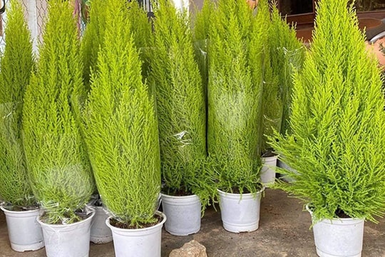 Thông Noel 'made in Vietnam' xanh chợ, giá quá rẻ dân vội chốt đơn