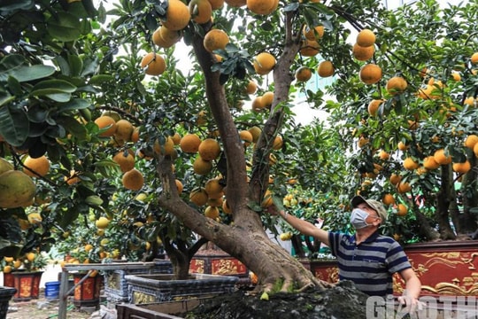 Bưởi cảnh cổ thụ giá 50 triệu đồng xuống phố chờ đại gia "đón" về chơi Tết