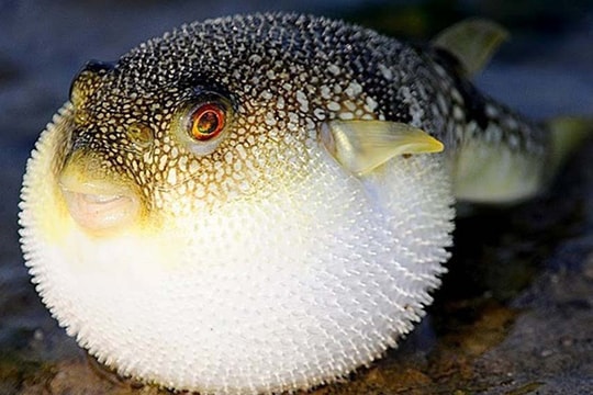 Thêm vụ ngộ độc cá nóc tử vong: Làm sao để phòng tránh?