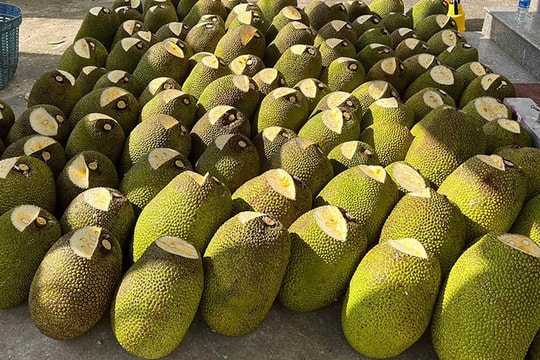 Mít Thái từ miền Nam đổ ra Hà Nội, giá rẻ chưa từng có