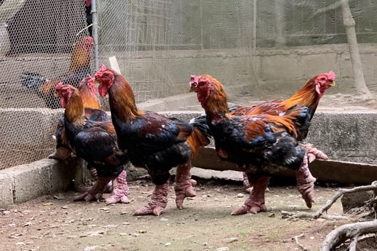 Gà Đông Tảo được ăn thịt bò, rửa chân nước chè, giá đắt như vàng