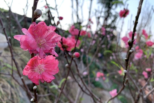 Đào Nhật Tân lần đầu xuống phố Hà Nội, chợ hoa Quảng Bá rực sắc xuân