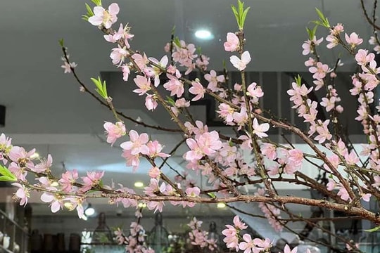 Đào rừng ồ ạt xuống phố sớm, giá rẻ chưa từng có