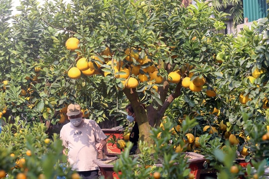 Bưởi Diễn cổ thụ giá đến 50 triệu đồng/gốc ở Hà Nội xuống phố đón Tết