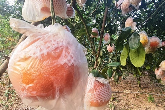 Tranh nhau đặt cọc bưởi đỏ ‘tiến Vua’ chuẩn bị Tết Nguyên đán