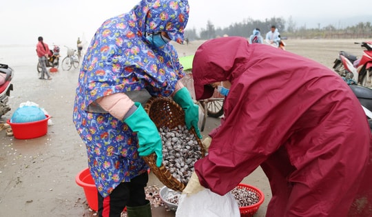 Ra biển mùa gió chướng, người dân Hà Tĩnh hứng "mưa sò huyết"