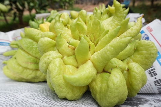 Đại gia mạnh tay mua cả vườn loài quả ‘nghìn tay’ giá đắt để trưng Tết