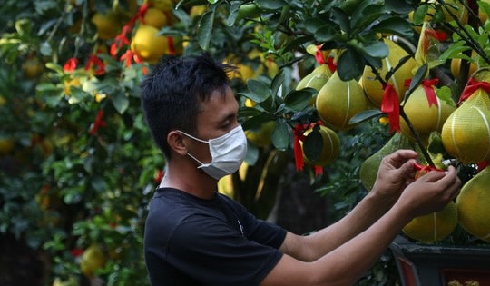 Bưởi Diễn ở TP HCM 'cháy hàng' dịp Tết Nguyên đán