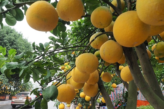 Bưởi cảnh lúc lỉu quả tràn ngập phố phường, sẵn sàng đón Tết