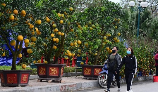 Không khí Tết nhộn nhịp tại khu chợ hoa xuân sớm nhất của Thủ đô