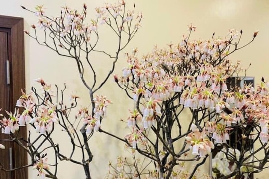 Hoa đào độc lạ, giá tiền triệu hút khách Hà thành mua trưng Tết