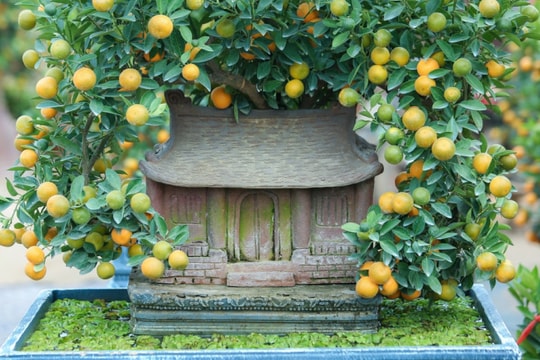 Quất cảnh phủ kín nhà cổ giá chục triệu đồng đón Tết