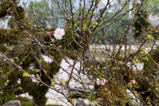 Nhất chi mai giá gần nửa tỷ đồng bán trên vỉa hè Hà Nội