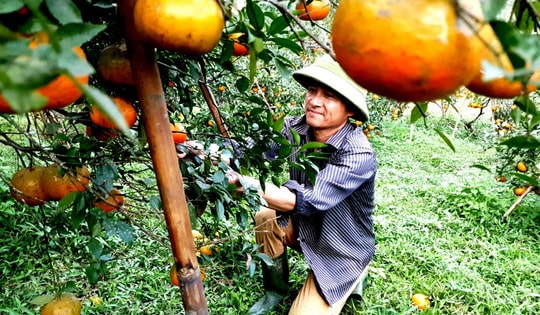 Cam đặc sản Hà Tĩnh chín đỏ rực chờ Tết