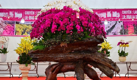 Muôn kiểu lan hồ điệp xuống phố, giá từ thấp đến cao tha hồ lựa chọn chơi Tết