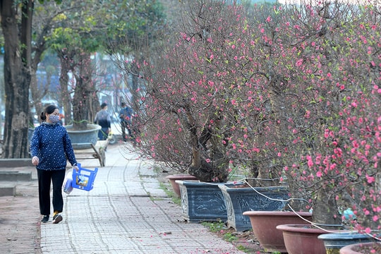 Nhộn nhịp mua bán tại làng đào nổi tiếng của Hà Nội, chỉ đứng sau thương hiệu đào Nhật Tân