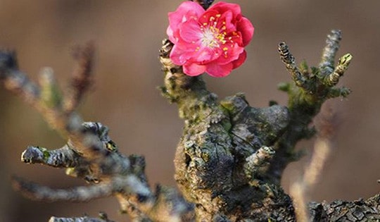 Loại đào Vip ngắn ngủn, xù xì, ít hoa hút khách đại gia dịp Tết