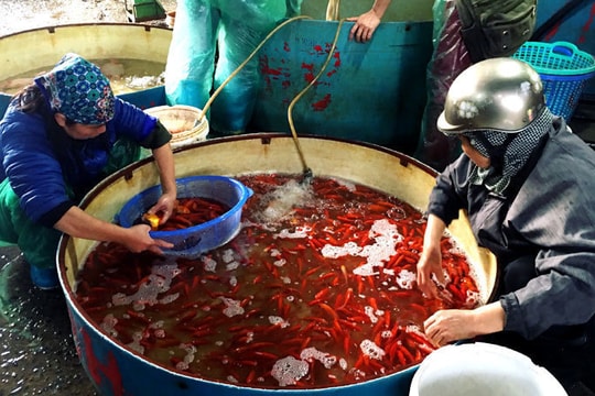 Trước ngày ông Táo lên trời, cá chép nhuộm đỏ chợ cá lớn nhất Hà Nội