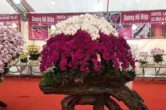 Lan hồ điệp bám thân gỗ khô, hàng hiếm dân buôn rao giá siêu đắt