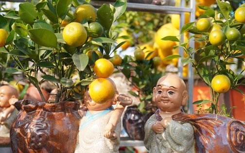 Quất Tết bonsai độc lạ 'đổ bộ' đường phố Hà Nội