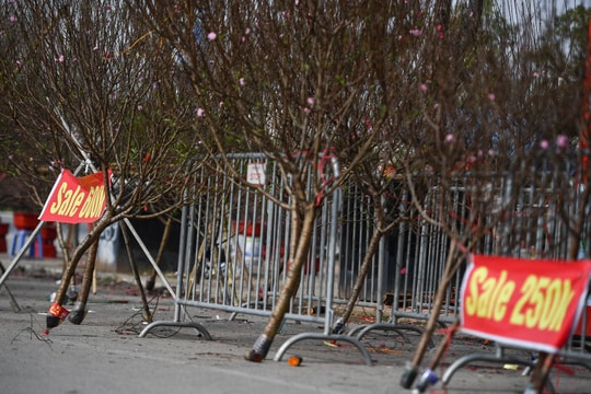 Đào, mai, quất treo bảng bán tháo đồng giá ngày cận Tết