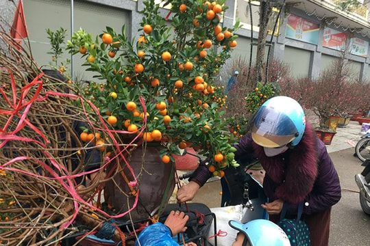 Dân về quê hết, hè phố xơ xác, quất đào đồng loạt xả hàng