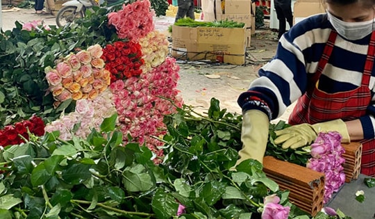 Choáng với giá hoa hồng Đà Lạt cận ngày Valetine
