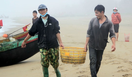 Sứa biển vào mùa, ngư dân Hà Tĩnh "đội rét" thu về hàng triệu đồng mỗi ngày