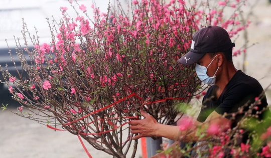 Hoa đào, mai trắng vẫn nở rộ, bày bán đầu tháng 3 ở Hà Nội