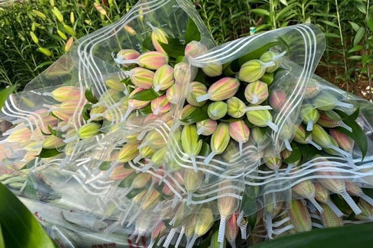 Đắt 'khét' chợ hoa ngày 8/3, ly kép giá tiền triệu vẫn ‘cháy hàng’