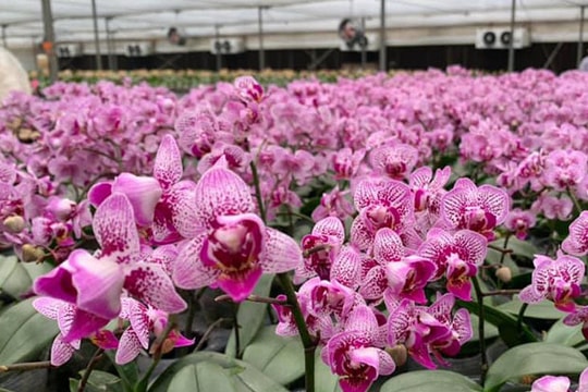 Lan hồ điệp, Trần Mộng đổ bộ thị trường 8/3, giá rẻ như rau