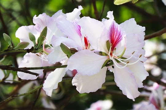 Loại hoa rừng Tây Bắc xuống phố Hà Nội 150 nghìn/kg ‘xếp hàng’ mua để... ăn