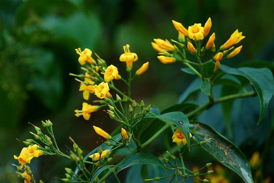 Liên tiếp những vụ ăn nhầm lá ngón tử vong: Cách nhận biết và sơ cứu khi ngộ độc