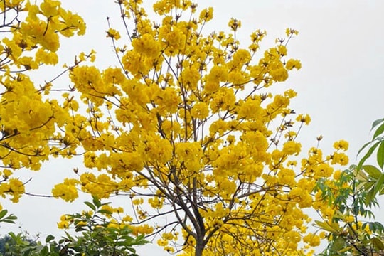 Cuồng hoa phong linh, dân Hà thành rủ nhau mua trồng