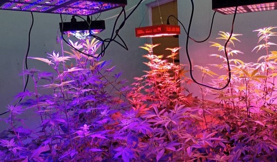 Lào Cai: Bắt thanh niên trồng cần sa tại nhà để tặng bạn bè