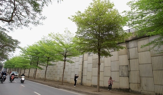 Sau khi trút lá vàng, bàng lá nhỏ xanh mướt tạo nên một khung cảnh mới cho Thủ đô