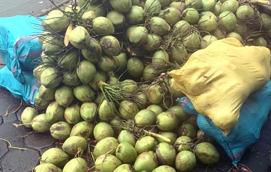 Đổ xô mua bù nước điện giải, giá dừa xiêm tăng gấp đôi 