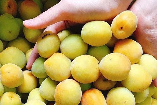 Đặc sản chùa Hương vào mùa, dân Hà thành ‘xếp hàng’ canh mua