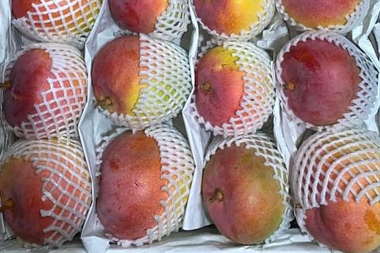 Đỏ như 'trứng mặt trời', xoài Úc giá rẻ bèo