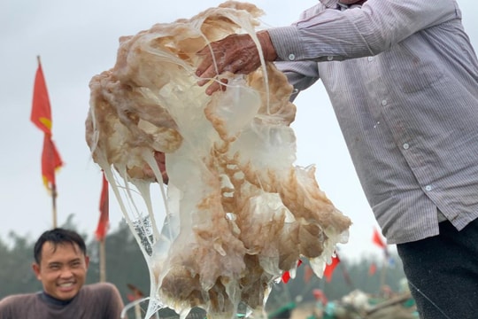 Nửa đêm ra biển 'hái lộc': Bắt loài trong veo, mềm nhũn... thu tiền triệu