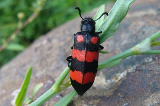 Nhiều người nhập viện, mất mạng vì sử dụng côn trùng làm thức ăn